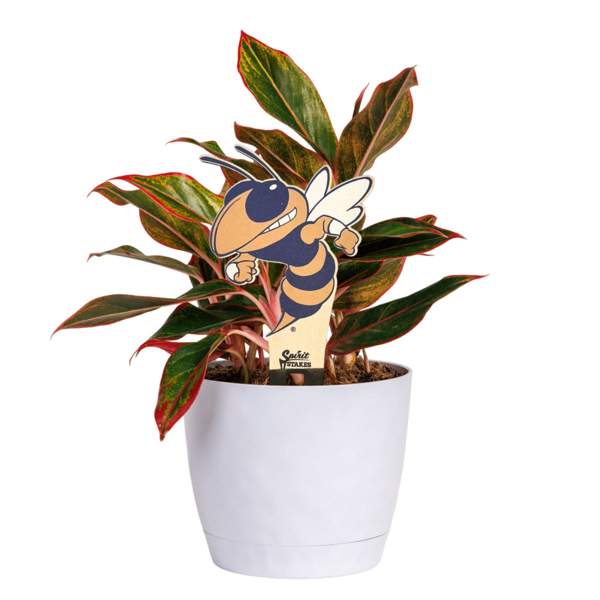 Georgia Tech Buzz Color Plant Stake