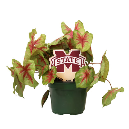 Mississippi State University Color Plant Stake