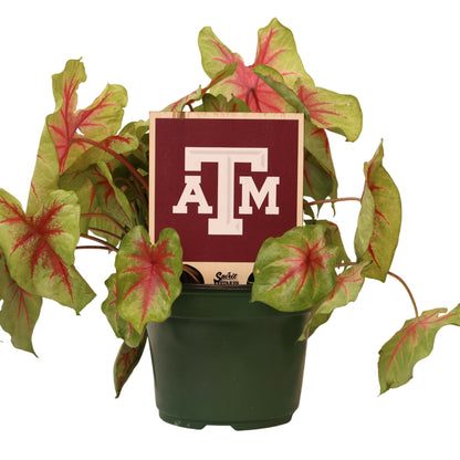 Texas A&M ATM Color Plant Stake