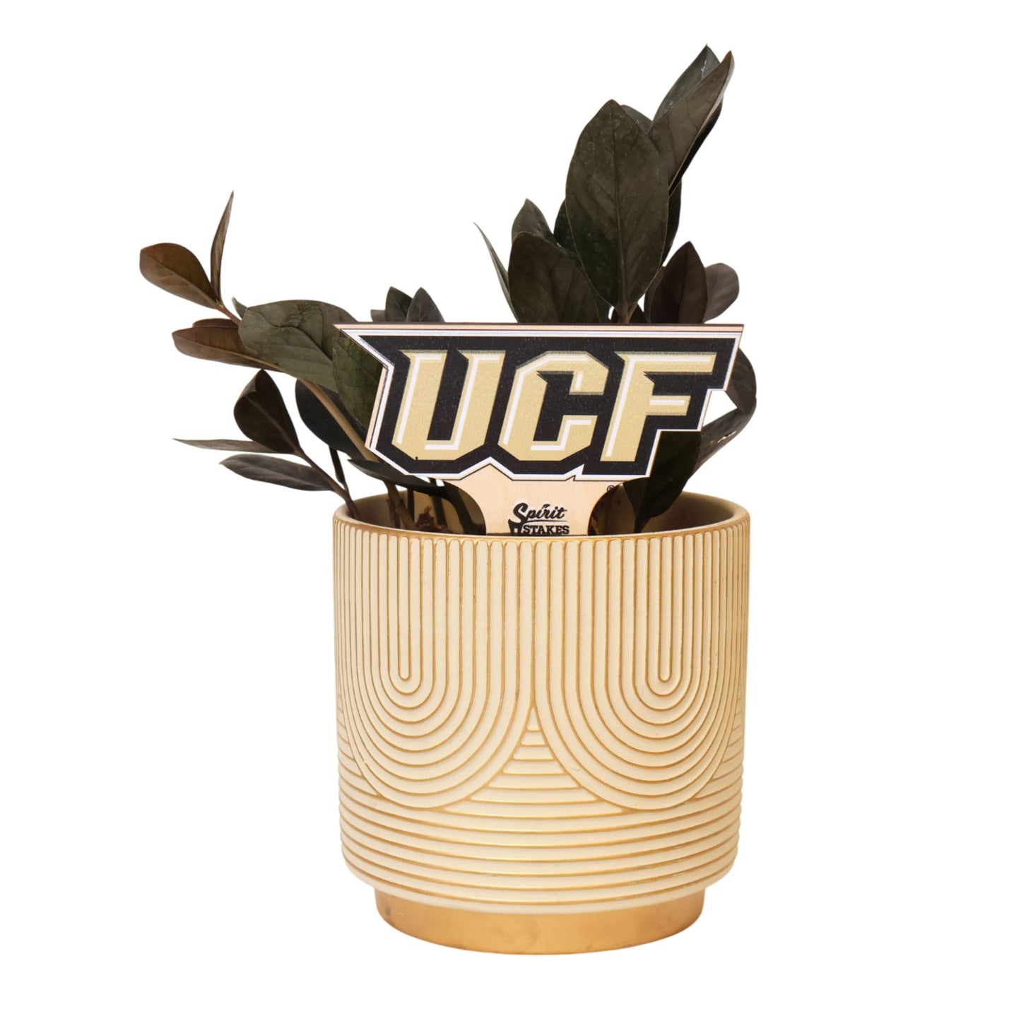 Central Florida 'UCF' Color Plant Stake