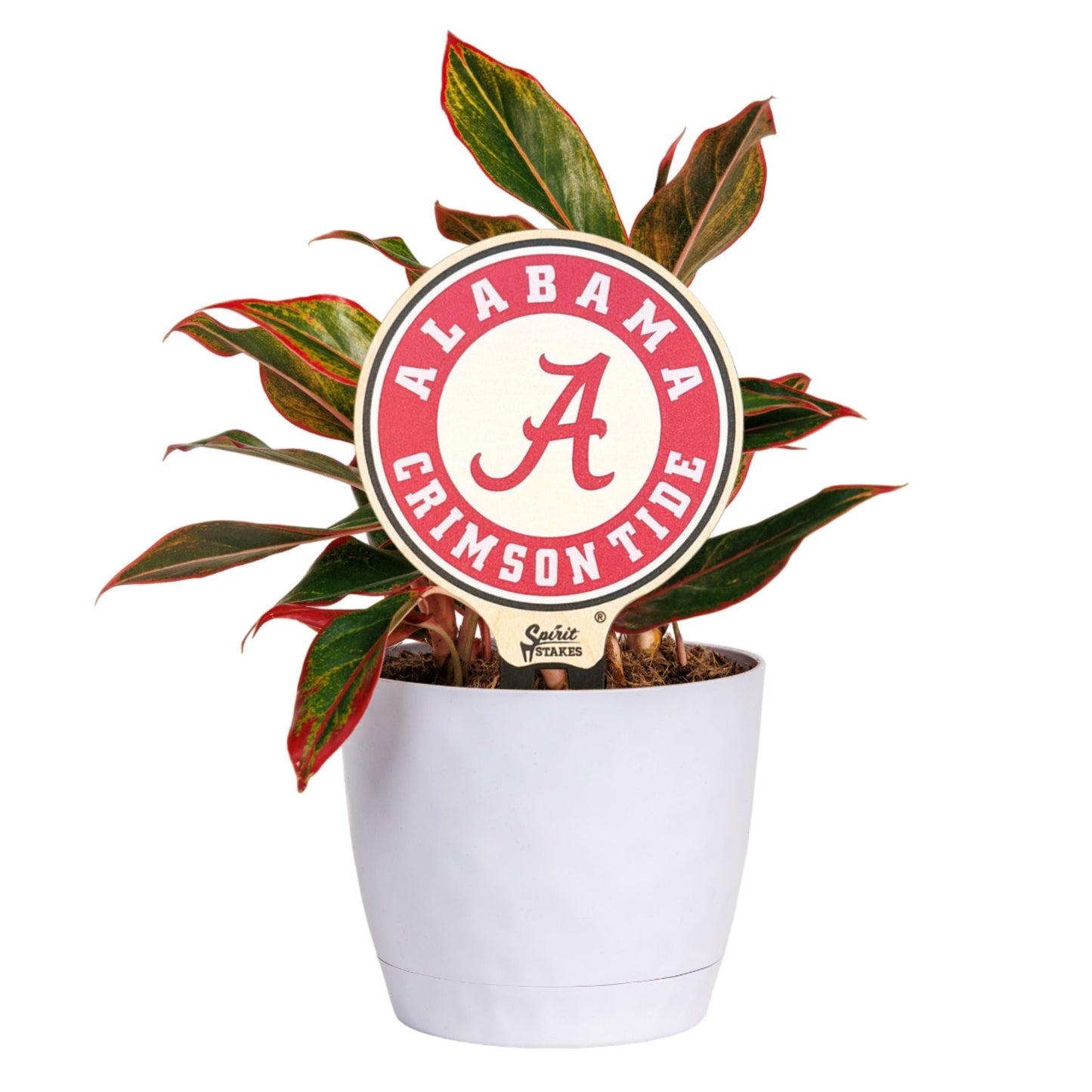 Alabama, University of - Circle Color Plant Stake