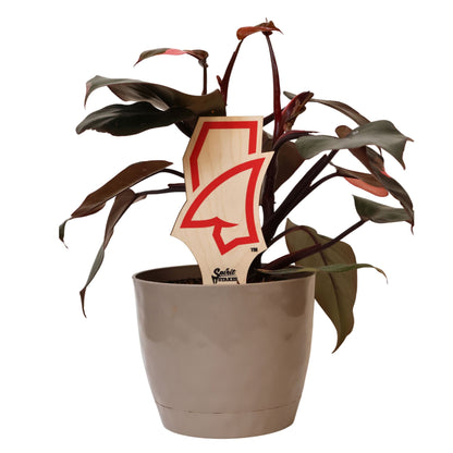 Mississippi, University of - Landshark Color Plant Stake