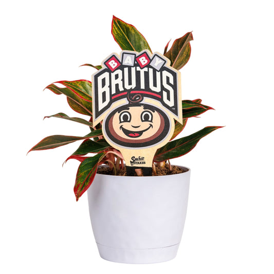 The Ohio State University Baby Brutus Color Plant Stake