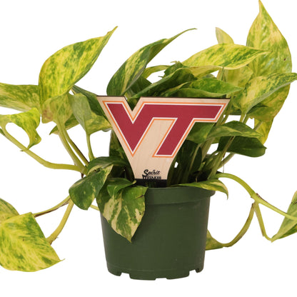 Virginia Tech VT Color Plant Stake