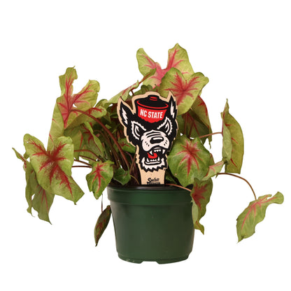 North Carolina State Wolfpack Color Plant Stake
