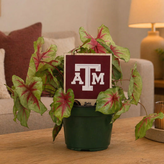 Texas A&M ATM Color Plant Stake