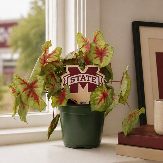 Mississippi State University Color Plant Stake