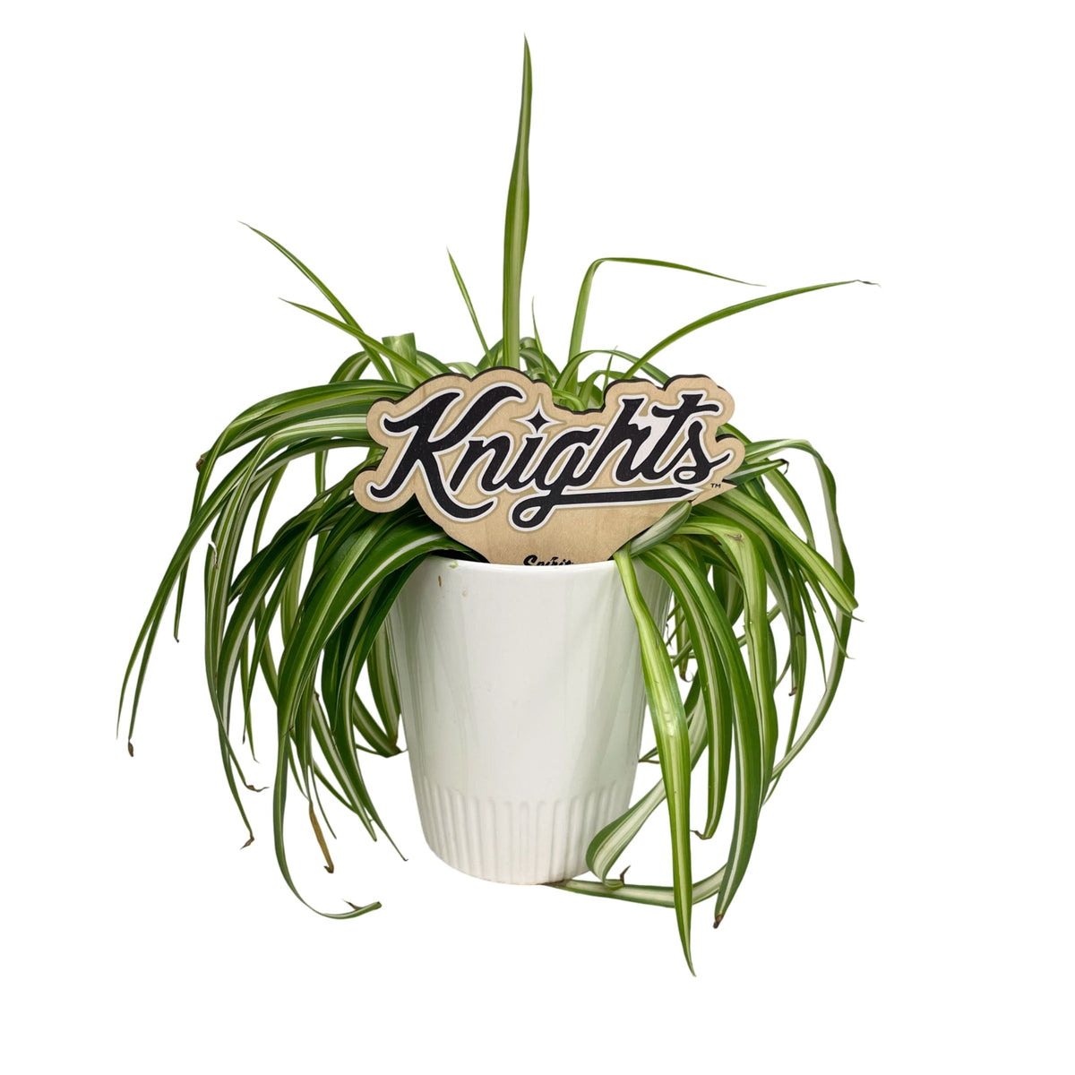 Central Florida 'Knights' Color Plant Stake