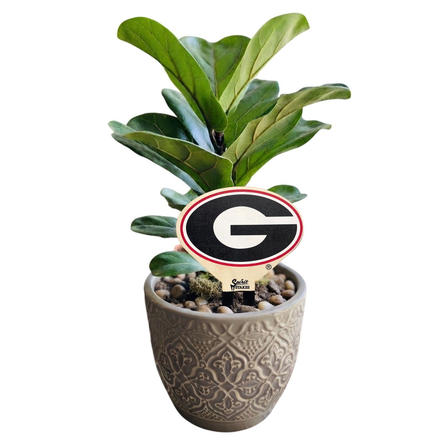 University of Georgia Color Plant Stake