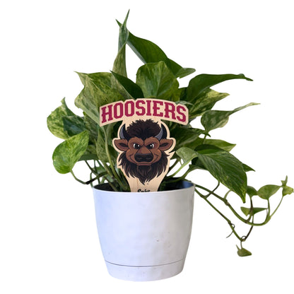 Indiana University Bison Head Color Plant Stake