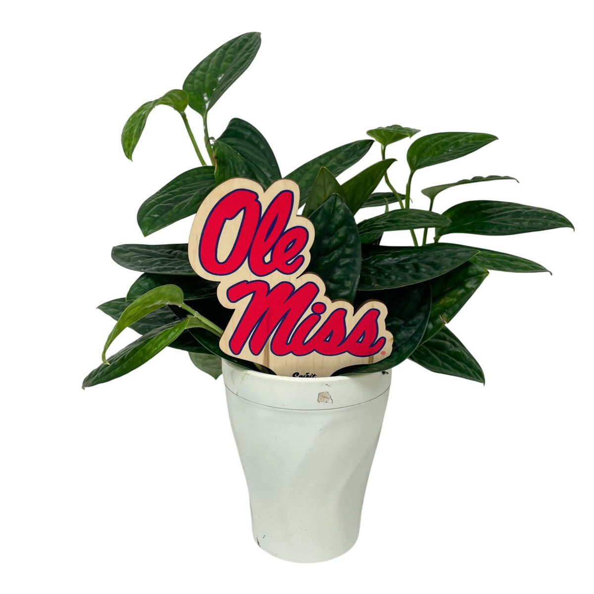 Mississippi, University of - Ole Miss Plant Stake