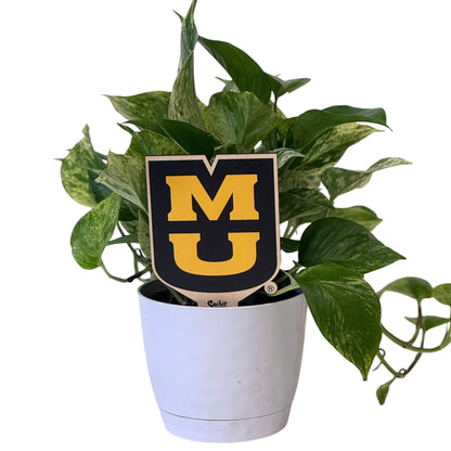 Missouri, University of -  "MU" Color Plant Stake