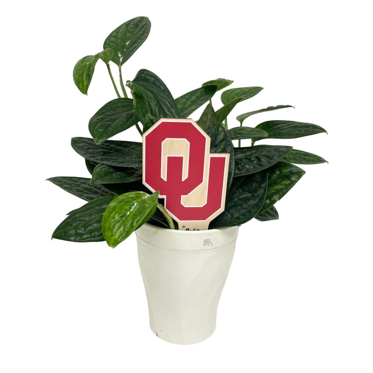 Oklahoma, University of - OU Color Plant Stake