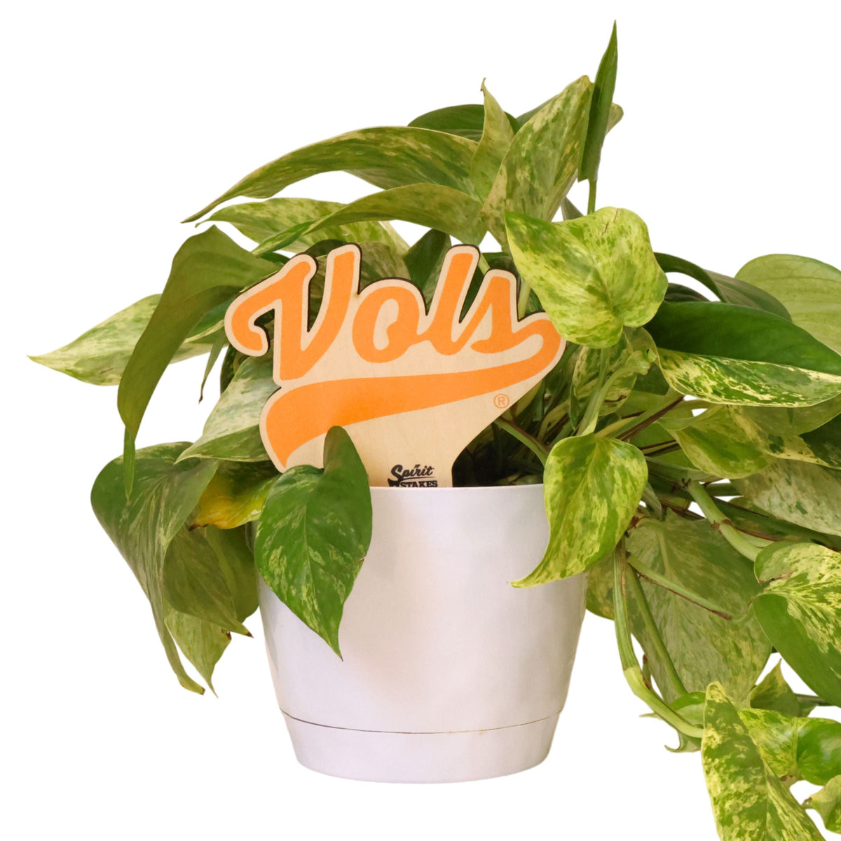 Tennessee Vols Color Plant Stake