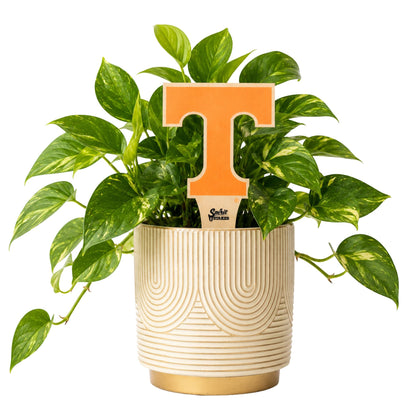 Tennessee Power T Color Plant Stake